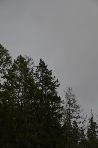 DSC_0187 (Large).JPG